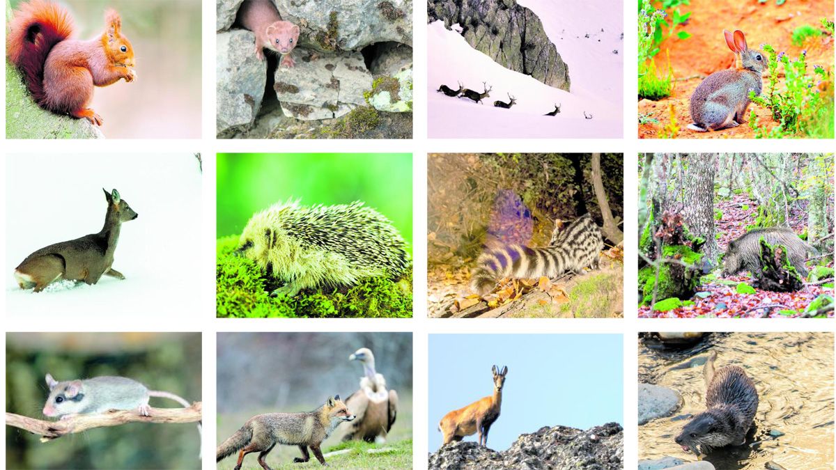 admiración Selección conjunta En detalle Flora, fauna y paisaje de León: Mamíferos