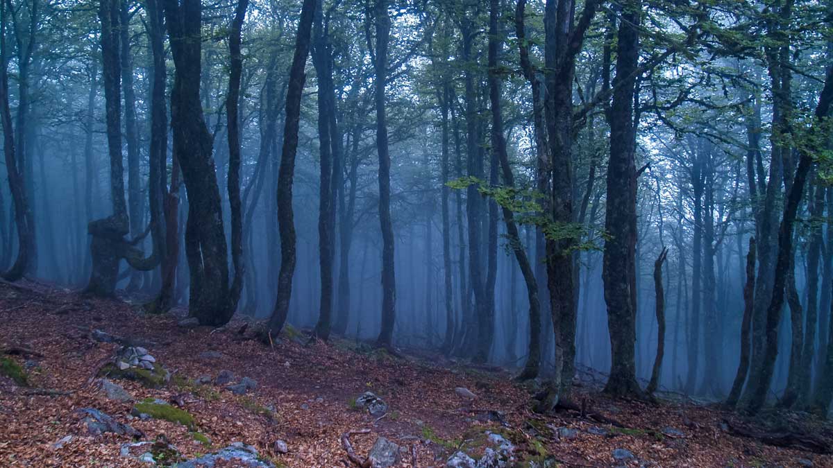 El bosque descendiendo de Dobres. | VICENTE GARCÍA