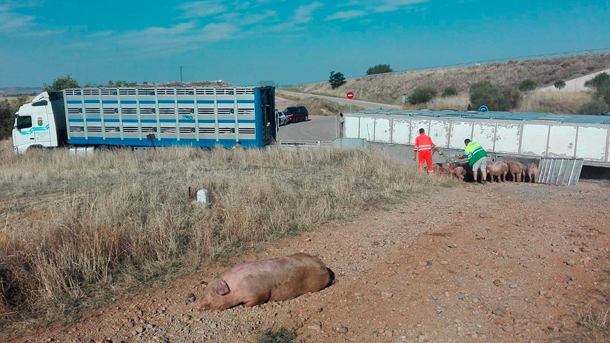 Vuelco de un camión que transportaba cerdos en Gómara (Soria). | ICAL