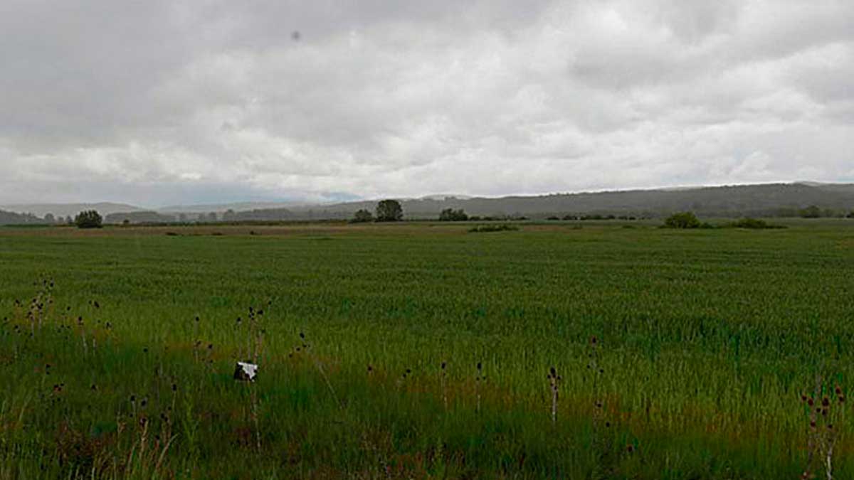 Unas tierras del municipio de Almanza próximas a la carretera en dirección a Sahagún. | L.N.C.