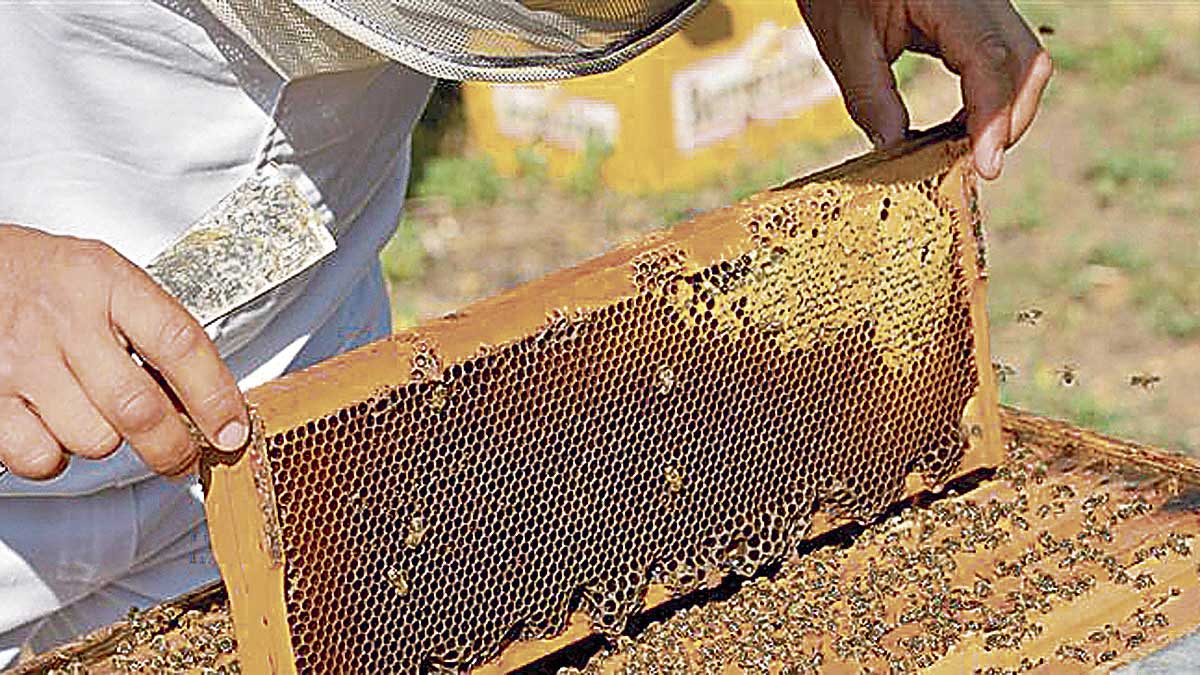Los apicultores conocerán la gestión de la sanidad alimentaria. | L.N.C.