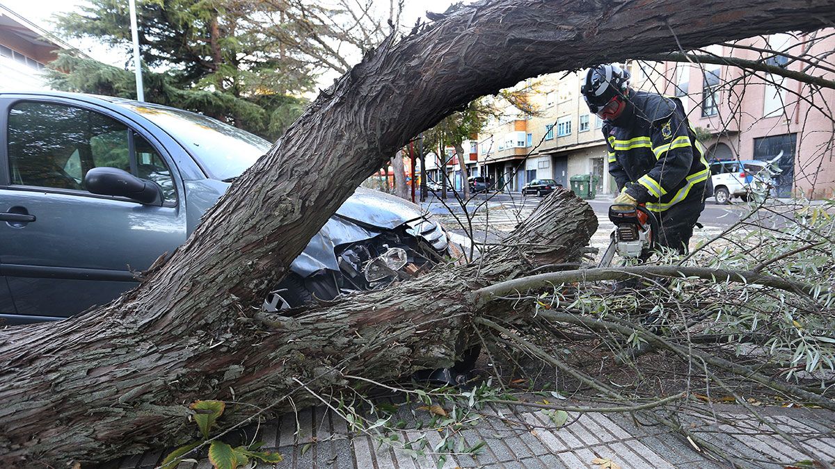 Un árbol caído en Palencia como consecuencia de las fuertes rachas de viento. | ICAL