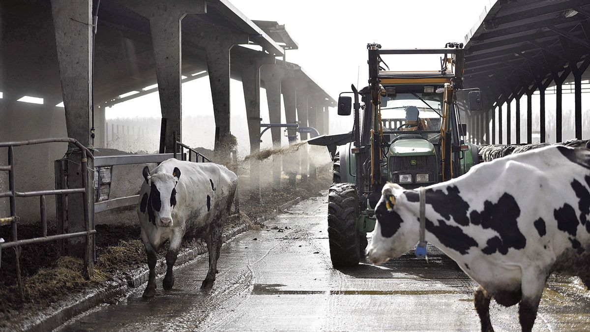 Las explotaciones de vacas son las que más ayudas perciben, con una cuantía que ronda los 29,6 millones de euros. | SAÚL ARÉN