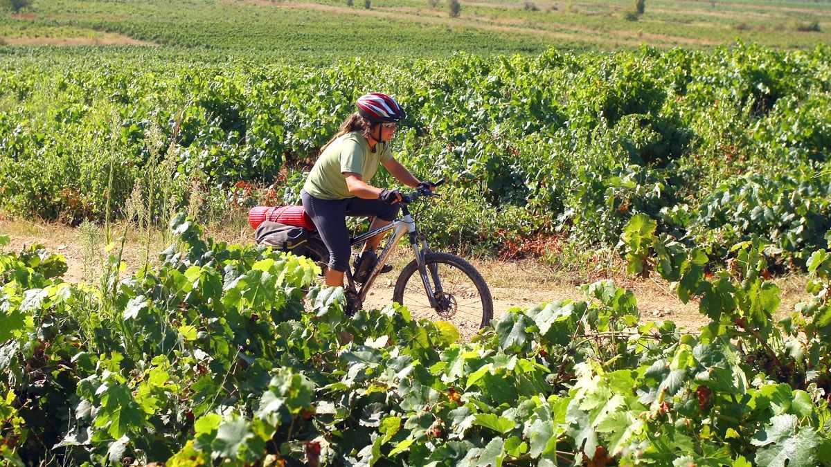 Ciclista entre viñedos en el entorno del municipio de Camponaraya. | Ical