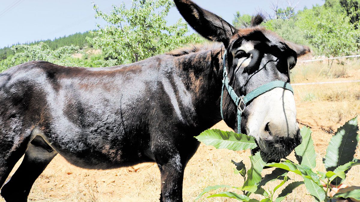Burro Basilio, de la red de burros de la iniciativa de Casa Grande de Xanceda. | MARCOS YEBRA