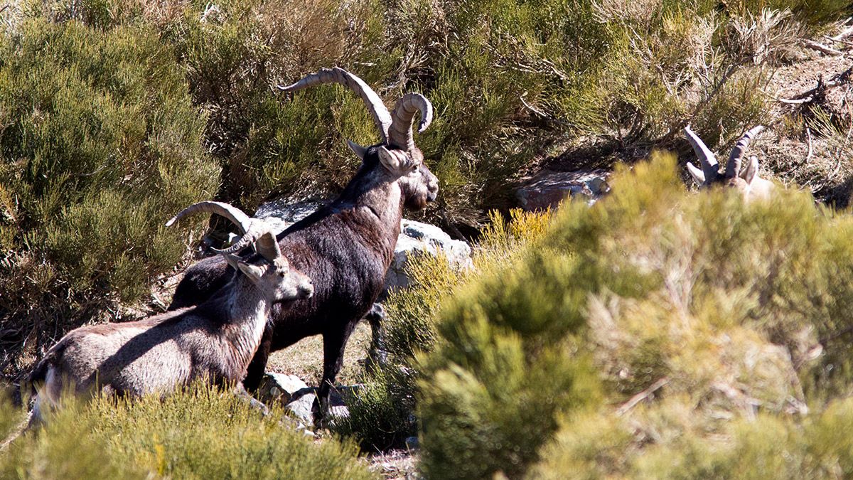 La nueva norma establece que el 1 de abril se abre la veda para cazar especies como el corzo, la cabra montesa, el jabalí o el zorro. | ICAL