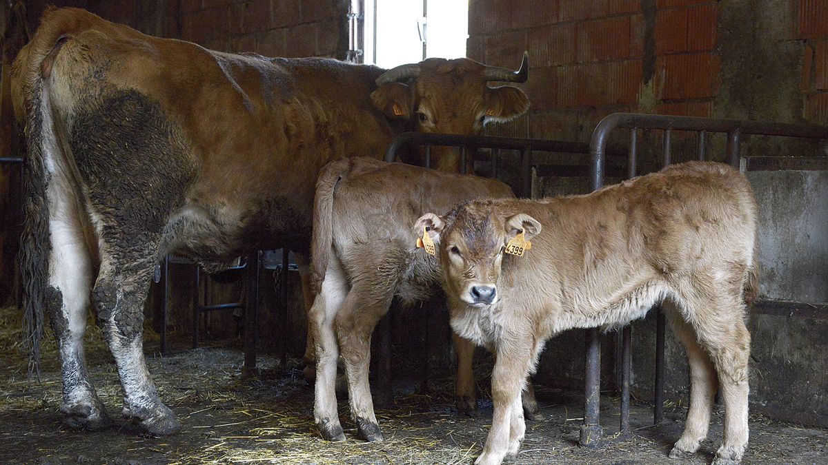 En esta ganadería de vacuno de carne los animales se crían en extensivo, apostando por el pasto y el bienestar animal. | M. PEÑA