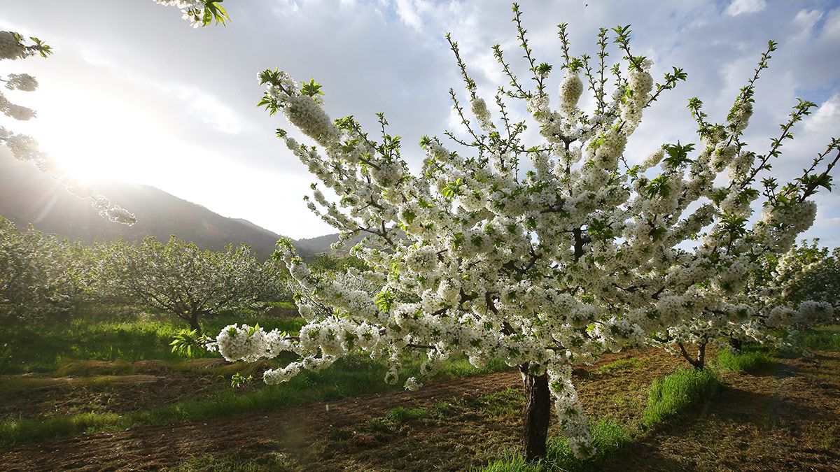 La floración de los cerezos se ha convertido en un momento único para el turismo en Corullón, el pequeño Jerte. | ICAL