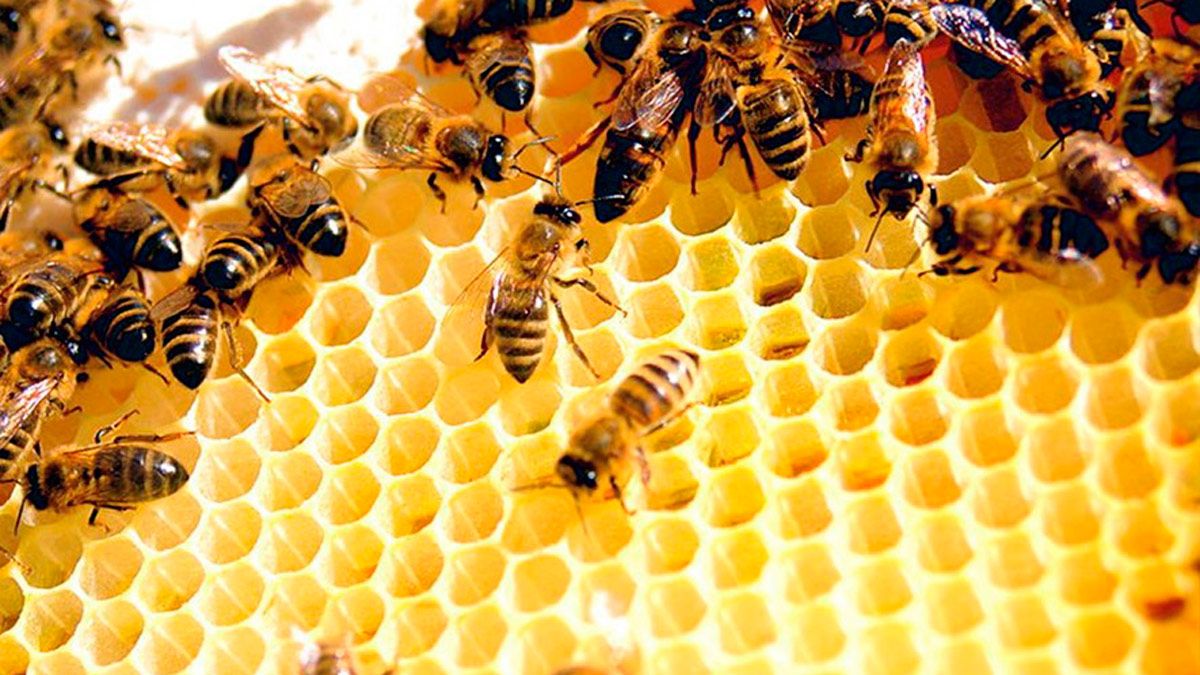 El manejo de abejas reinas en las colmenas es clave para mejorar la producción. | L.N.C.
