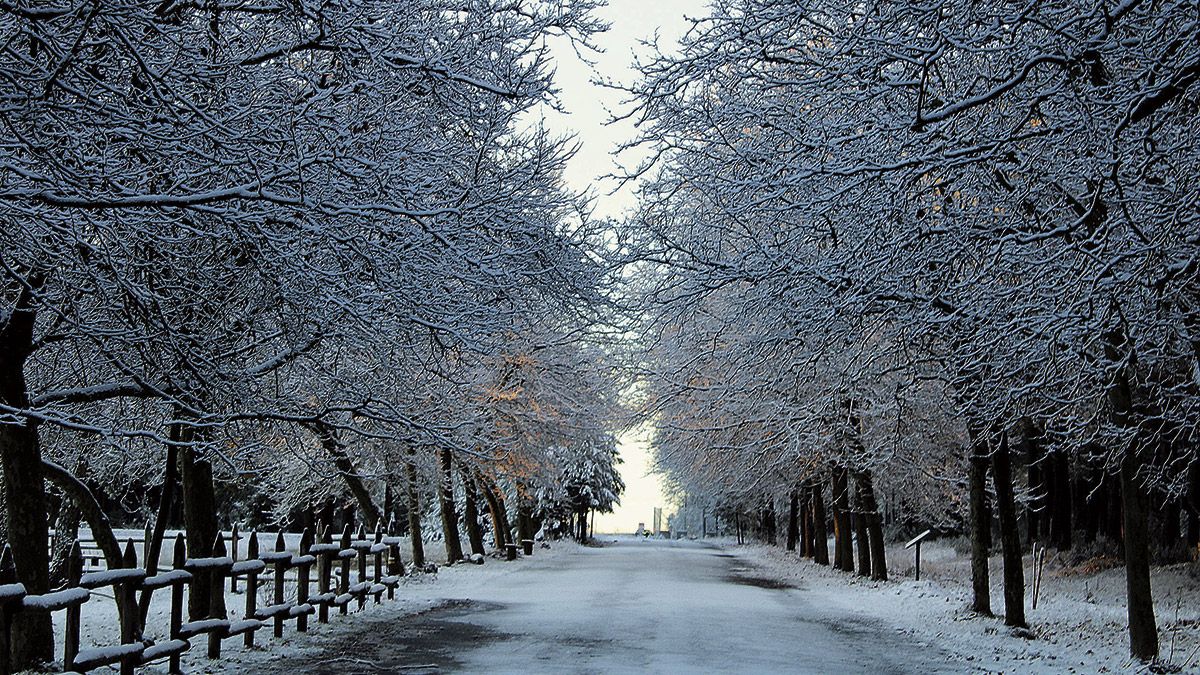 Espectacular aspecto de uno de los paseos interiores del paraje natural y pinar de El Rabizo, hace solo unos días, en la última nevada. | MARIO GONZÁLEZ