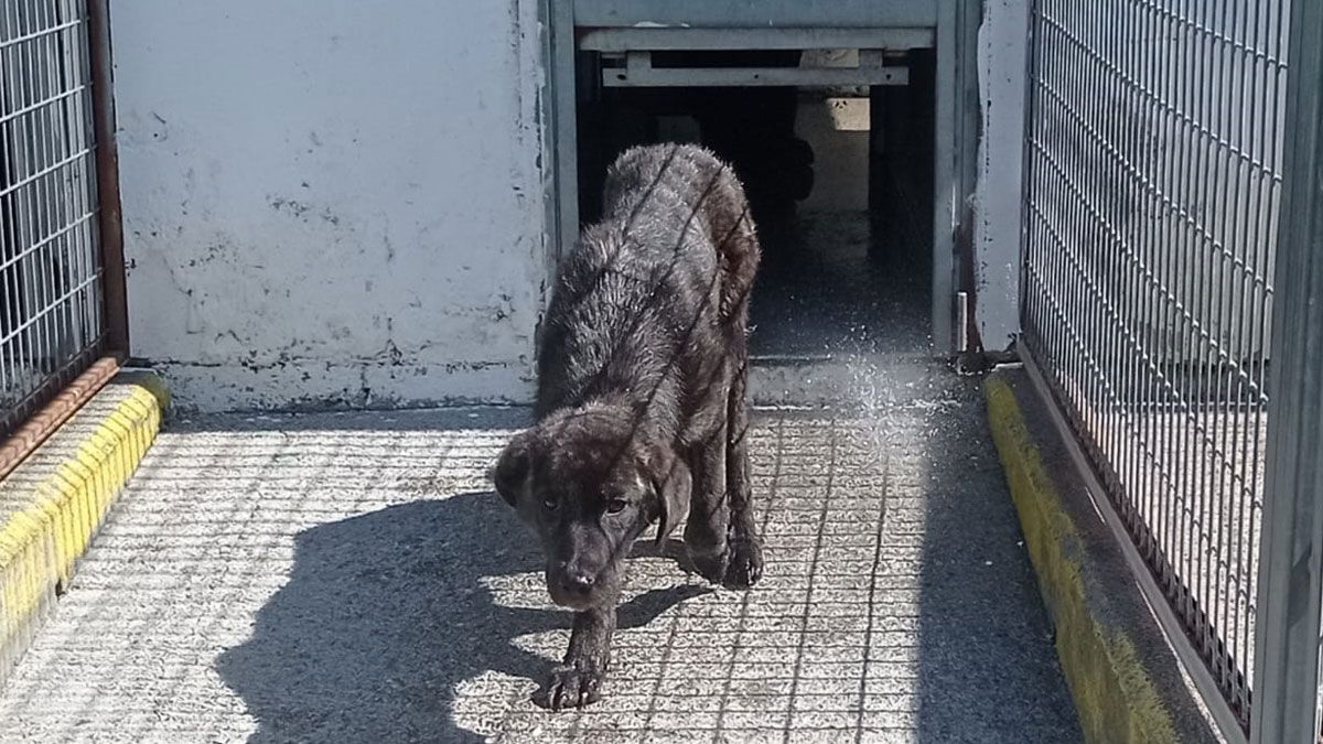 Uno de los animales del albergue canino de Ponferrada, en adopción. | A.C.M