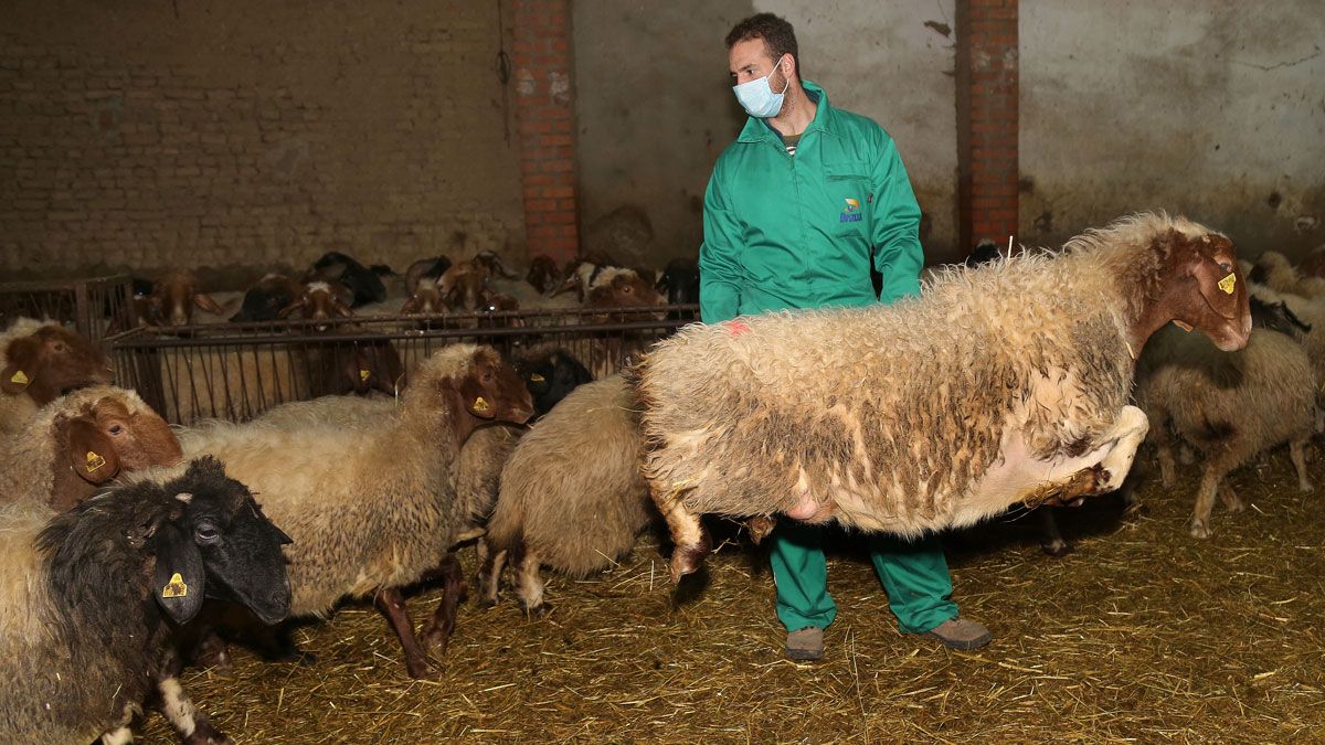 El joven ganadero conquense Felipe Carlos Parreño en la explotación ganadera de ovino de raza Awassi en Fuentes de Nava (Palencia). | ICAL