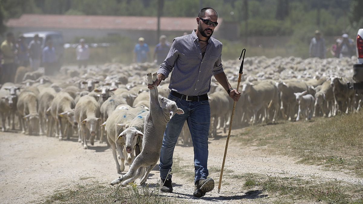 Uno de los momentos más esperados fue el recibimiento del rebaño de ovejas merinas. | JESÚS F. SALVADORES