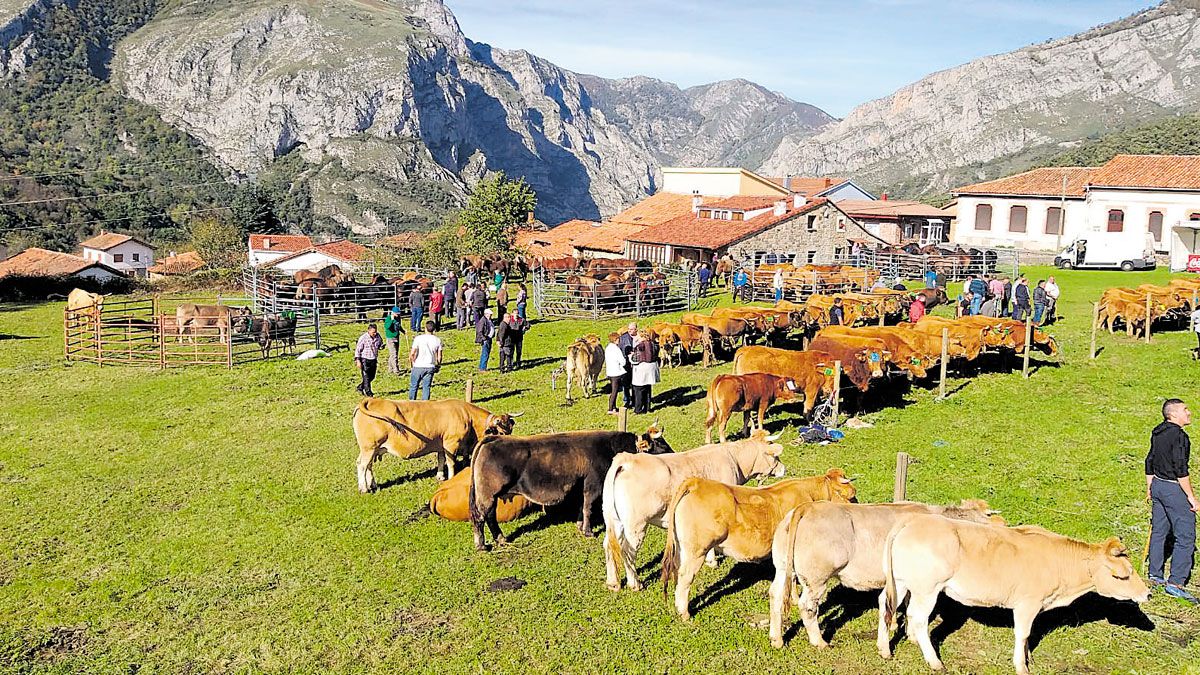 El ganado fue el principal protagonista en la Feria Tradicional del valle de Sajambre. | L.N.C.