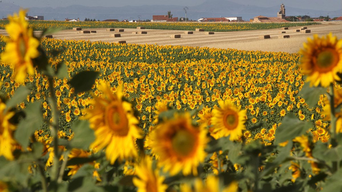 Plantación de girasol en una foto de archivo. ICAL