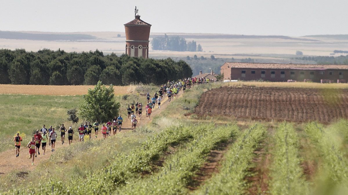 Los corredores pasan al lado de las viñas durante los primeros compases de la carrera. | SAÚL ARÉN