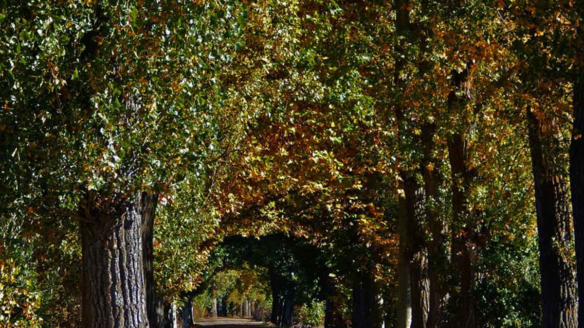 Fotografía de la chopera con la que se ilustra la petición. | L.N.C.