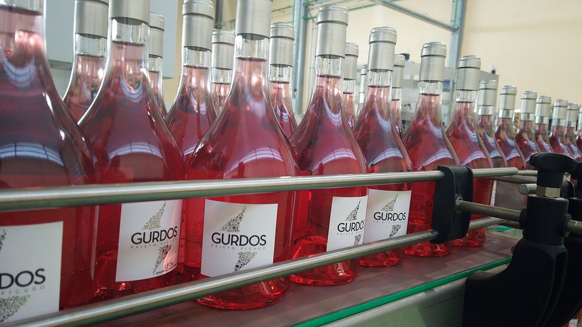 Línea de embotellado del vino Gurdos en Bodegas Gordonzello. | L.N.C.