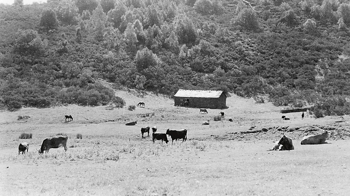Vacas en La Braña de Buenverde, en Villager de Laciana. | L.N.C.