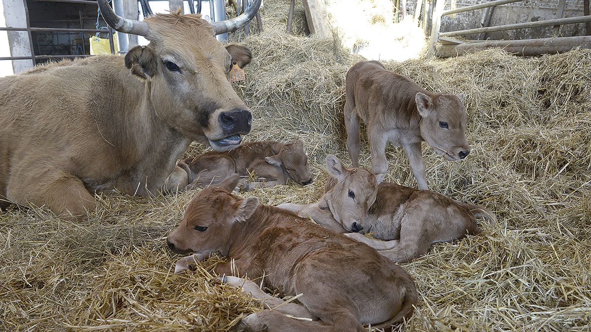 La madre y los cuatro terneros un día después del parto, descansando tranquilamente después de mamar, tres de ellos por biberón. | MAURICIO PEñA