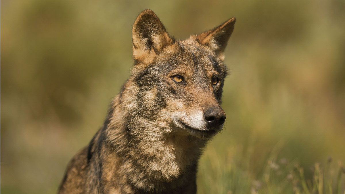 Ejemplar de lobo fotografiado en la provincia de León. | JAVIER VALLADARES
