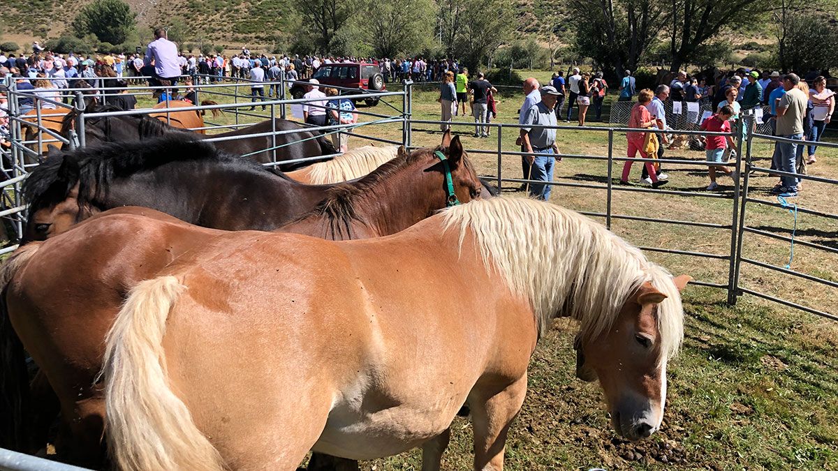 Varios caballos de los presentes en la feria de Lugueros, que ayer se celebró en el recinto de Los Campos. | HURTADO