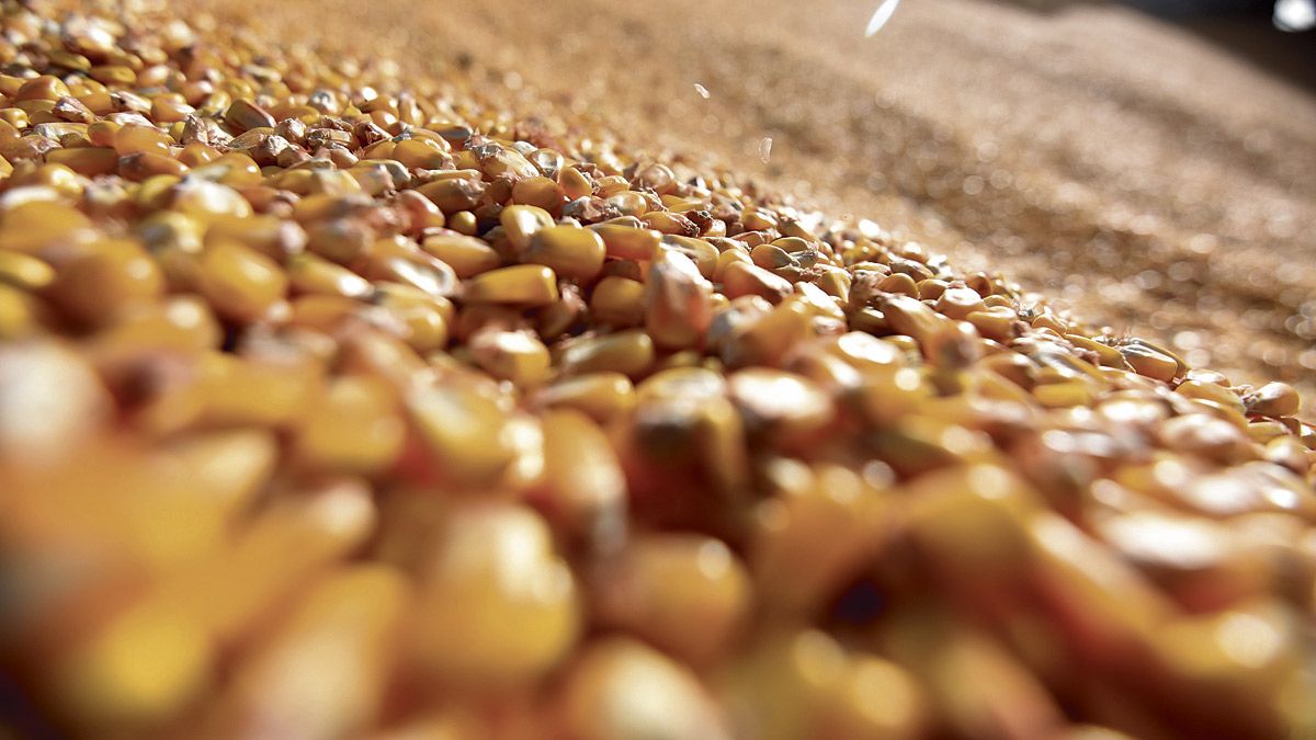 La cosecha de maíz para grano se ha adelantado esta campaña casi un mes y se esperan buenos rendimientos. | ICAL
