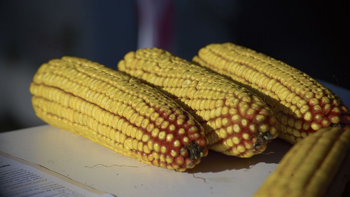 En León, 4.000 agricultores han apostado en esta campaña por la siembra de maíz para sus explotaciones. | MAURICIO PEÑA