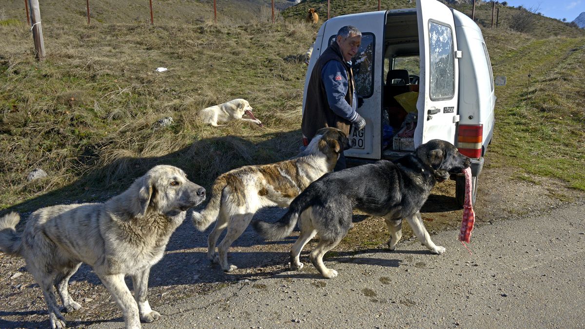 Jaimito da de comer a los mastines cada día. | MAURICIO PEÑA