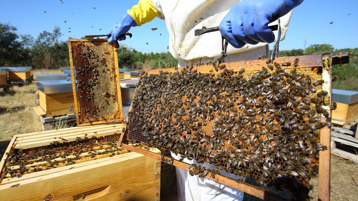 Paneles de abejas en el Bierzo. | César Sánchez (Ical)