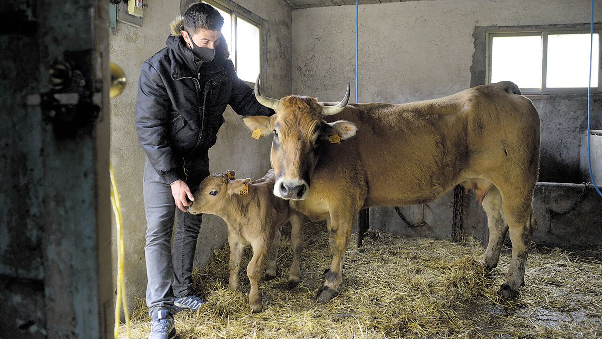 Félix Álvarez Cadenas y el primer ternero nacido en su ganadería, Perezoso, que le dio muchos problemas a su madre en el parto. | MAURICIO PEÑA