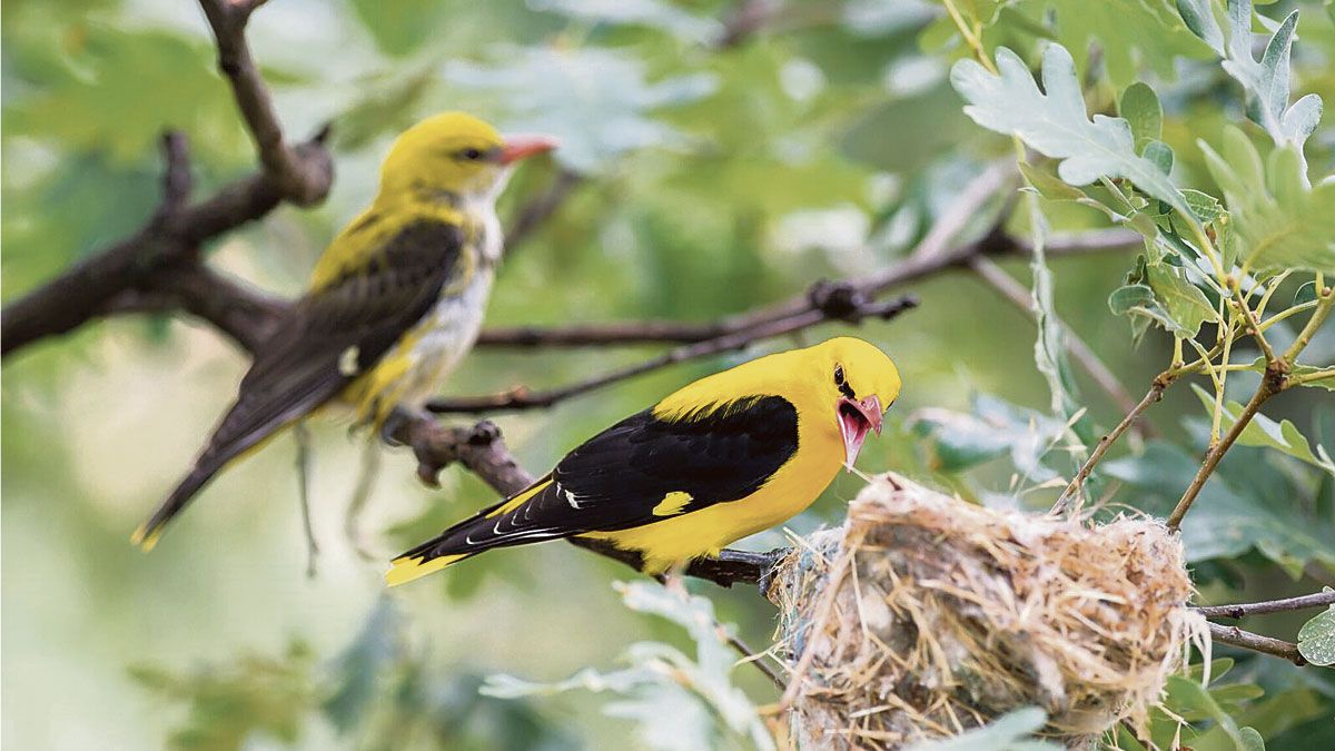 El macho de oropéndola luce un plumaje de un color amarillo intenso y negro, que recuerda a aves exóticas de otras latitudes. | JAVIER VALLADARES