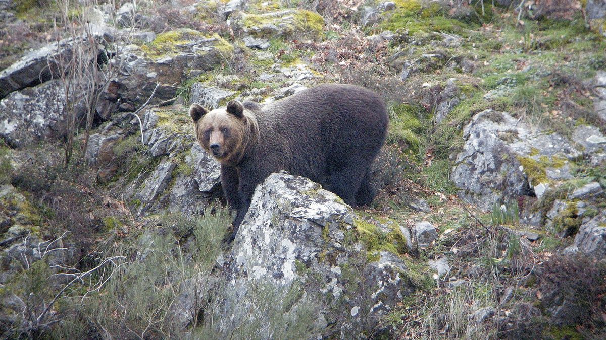 En la fotografía, imagen de archivo de un oso pardo. | ICAL