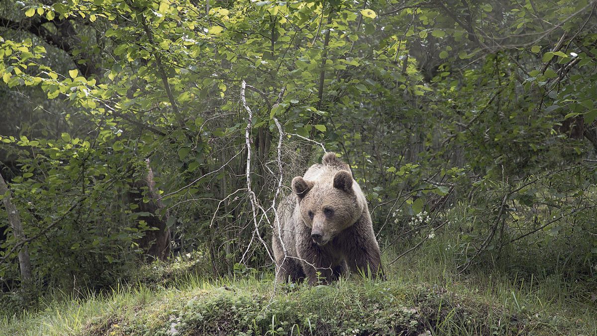Imagen de archivo de un oso pardo en la Cordillera Cantábrica. :: ICAL