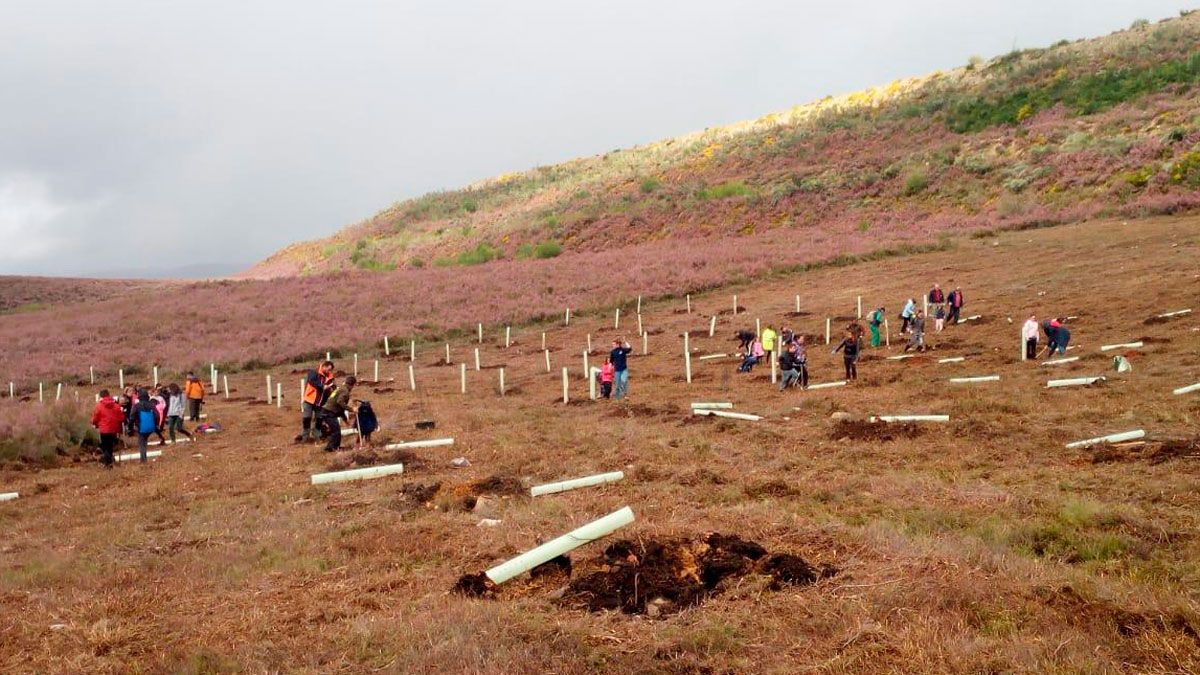 Vecinos de Anllares participaron en una plantación de frutales para favorecer el hábitat del oso pardo. | L.N.C.