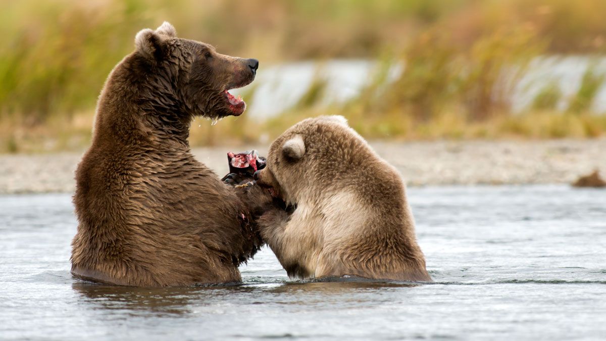 Un oso grizzly puede superar los 700 kilos de peso, mucho más grandes que los osos pardos de la Cordillera Cantábrica. | REPORTAJE GRÁFICO: JAVIER VALLADARES