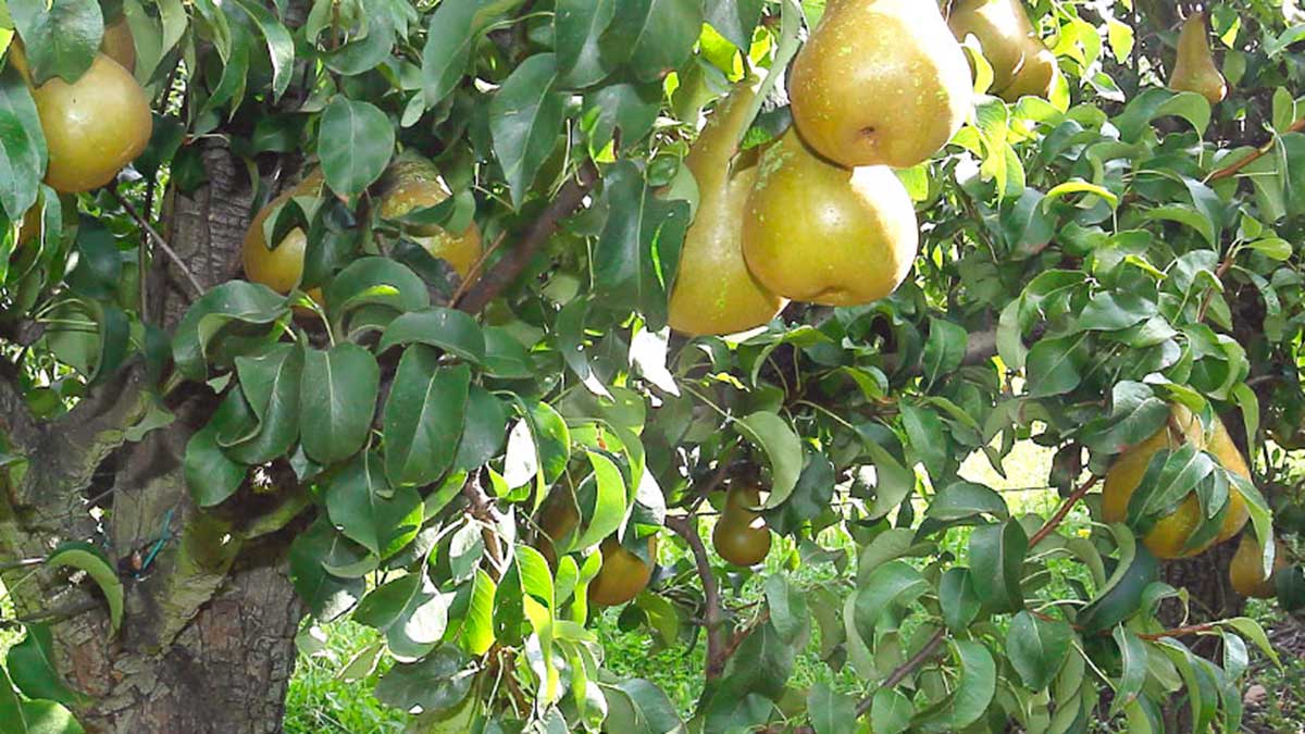 Se fomentará el consumo de frutas, como las que se dan en la provincia. | ICAL