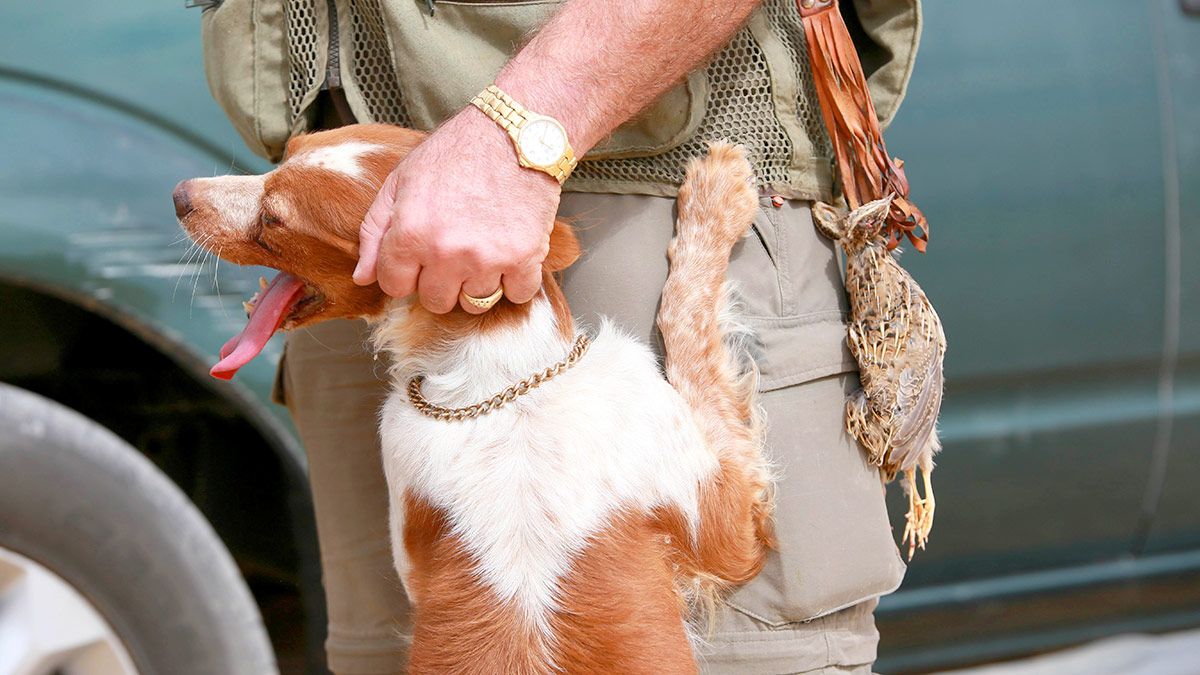 Un cazador y su perro en el primer día de la media veda de caza. | ICAL