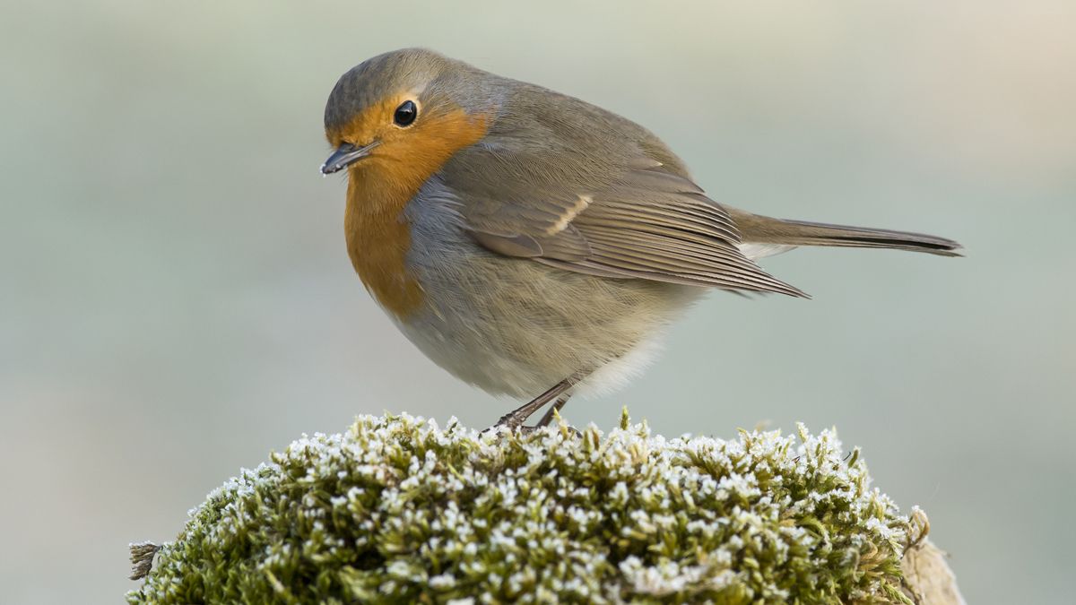 Este pequeño ave, de unos 20 gramos de peso, tiene un carisma muy especial. |JAVIER VALLADARES