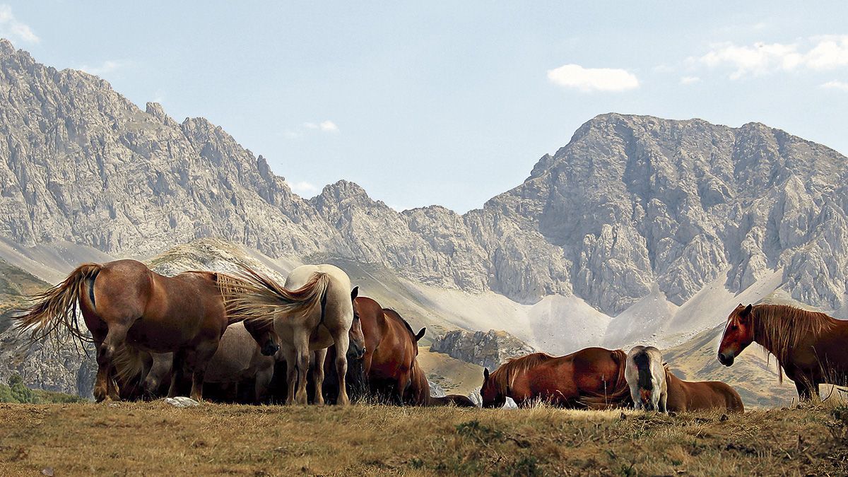 La ganadería caballar es una de las principales actividades económicas de Babia. | L.N.C.