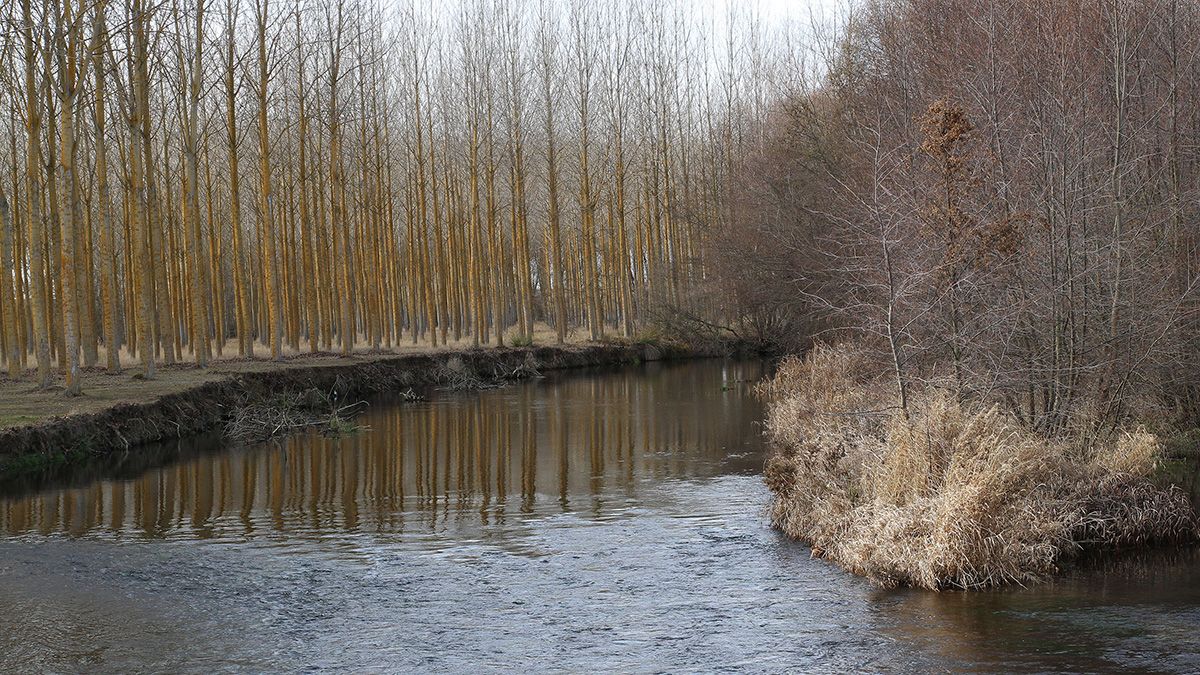 Imagen del río Carrión a su paso por la provincia de Palencia. | ICAL