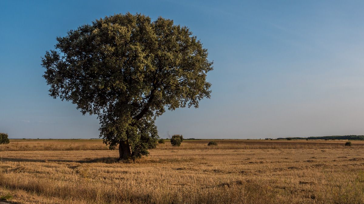 Árbol solitario al lado del camino asfaltado de Benazolve. | VICENTE GARCÍA