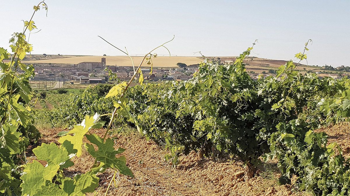 La ruta aúna los mejores paisajes, el más emblemático patrimonio y los mejores vinos de Toro.