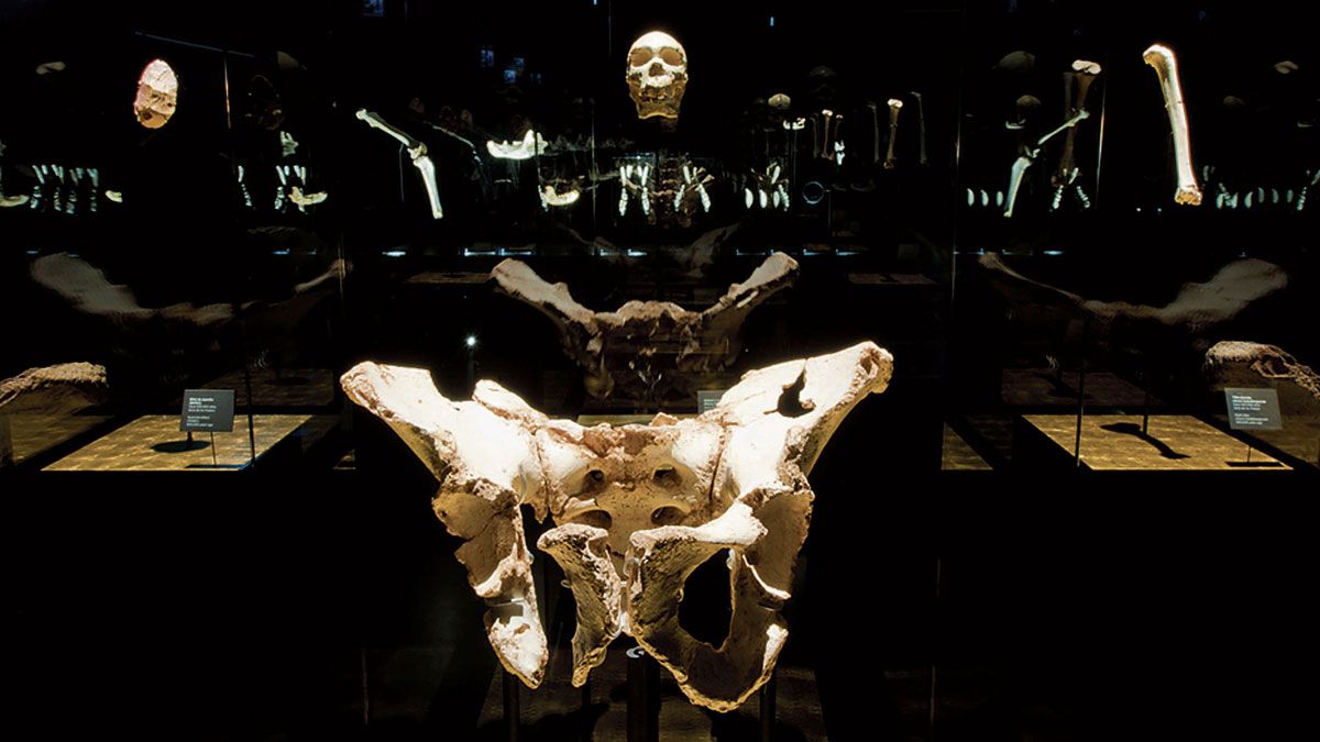 Sala de la Sima de los Huesos en el Museo de la Evolución Humana (MEH).