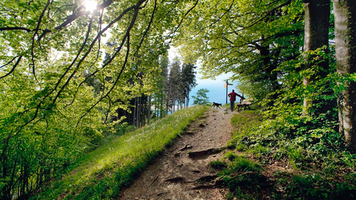Imagen de archivo de un bosque suizo.