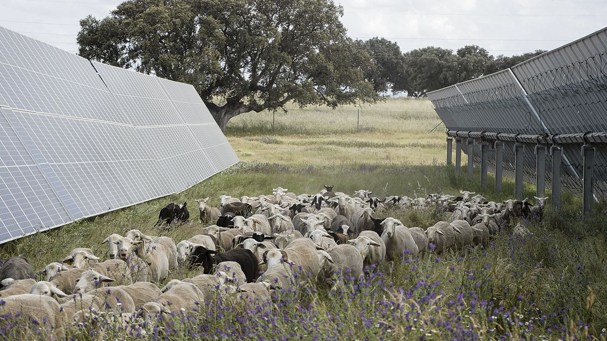 Statkraft ha introducido el ganado ovino en las plantas solares donde realizará un estudio de biodiversidad. | L.N.C.