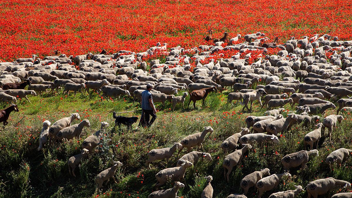 Un rebaño de 1500 ovejas realiza la trashumancia por la Cañada Occidental y Oriental Leonesa, en su camino hacia Picos de Europa. En la imagen en la localidad vallisoletana de Rueda. ICAL