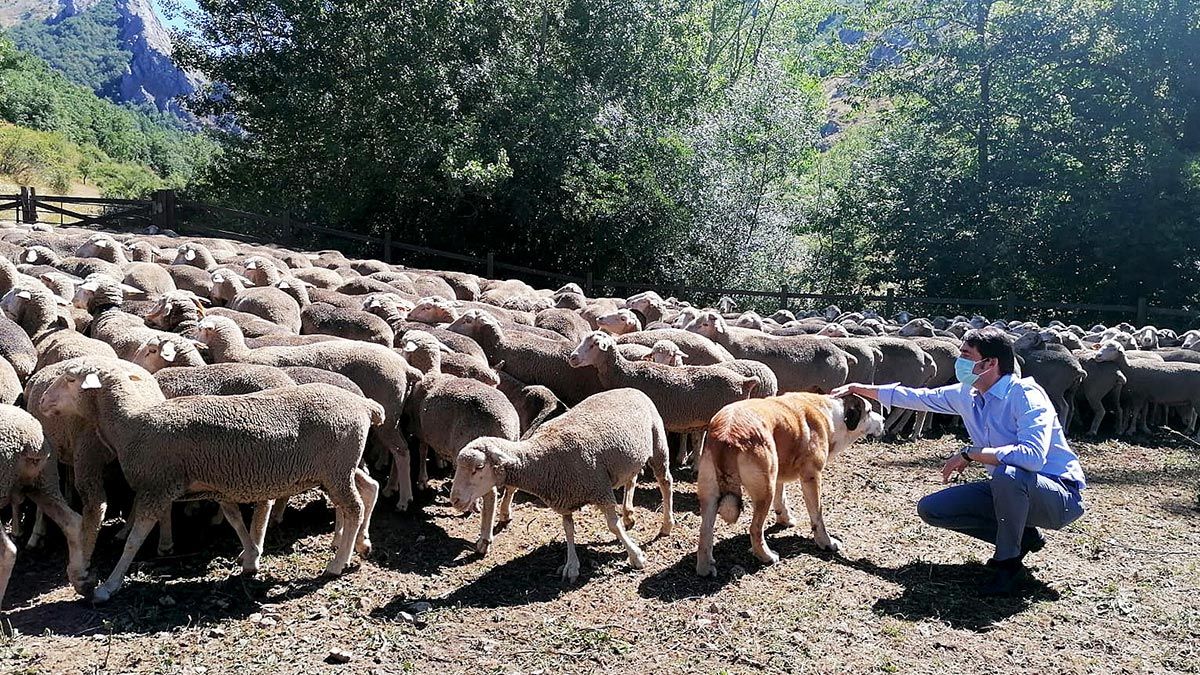 Con la trashumancia, todo son ventajas