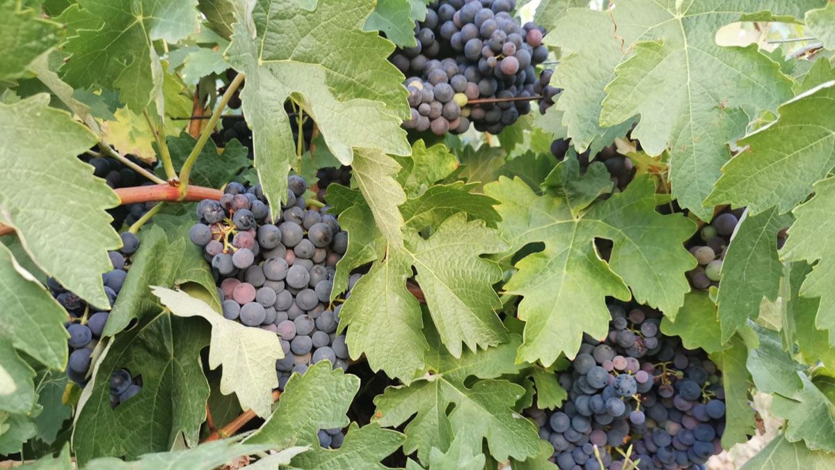 La uva presenta buenas condiciones en este año y se espera que también tenga buen rendimiento. | L.N.C.