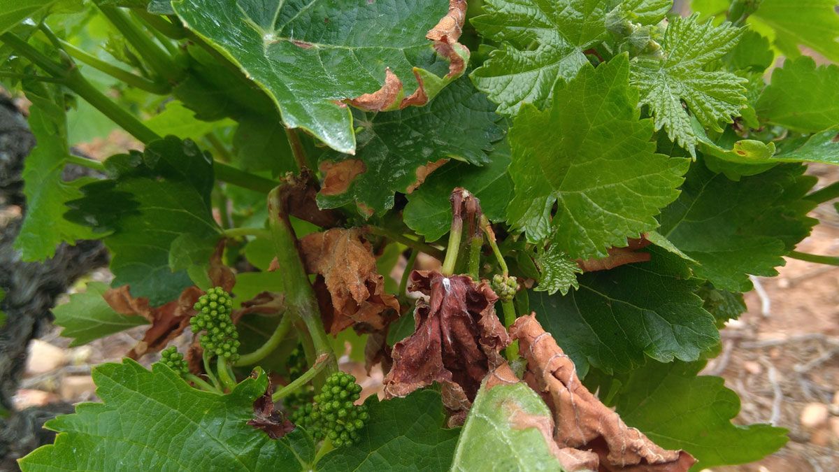 Viñas afectadas por mildiu en el Bierzo. | C.S. (ICAL)